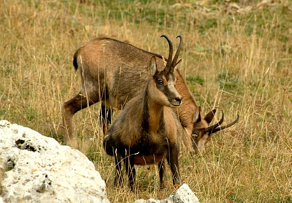 Camoscio d''Abruzzo Rupicapra pyrenaica ornata